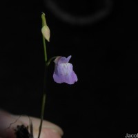 Utricularia graminifolia Vahl